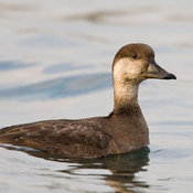 Black Scoter